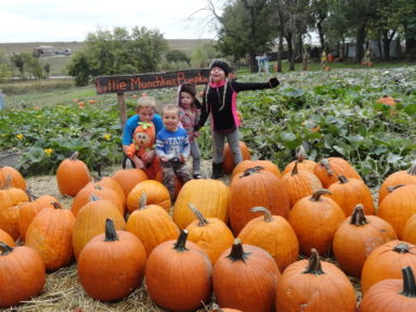 pumpkin picking