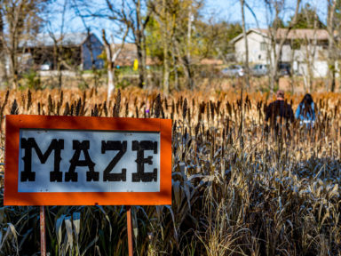 corn maze