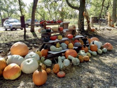 pumpkin patch nearby
